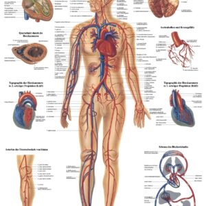 anat.  Lehrtafel 70 x 100cm, "Gefäßsystem des Menschen" TA6 laminiert