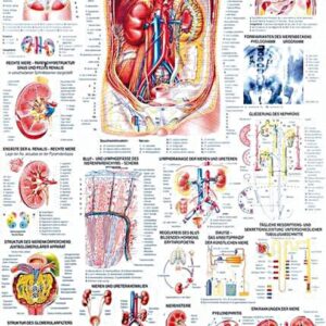 anat. Lehrtafel: Niere und Harnleiter 70 x 100 cm, laminiert