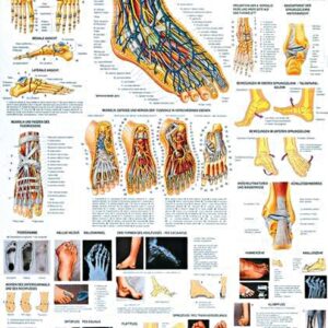 anat. Lehrtafel: Gesunde und erkrankte Füße 70 x 100 cm, laminiert