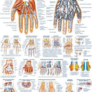 Anatomische Lehrtafel TA 29; "Die menschliche Hand" 70 x 100 cm, laminiert