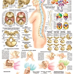 anatomische Lehrtafel "Craniosacrale Osteopathie" 70 x 100 cm, laminiert