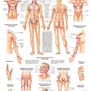 anat. Lehrtafel: Manuelle Lymphdrainage 70 x 100 cm, laminiert
